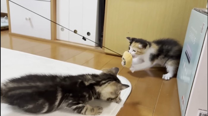 前足も使って引っ張る三毛ちゃん