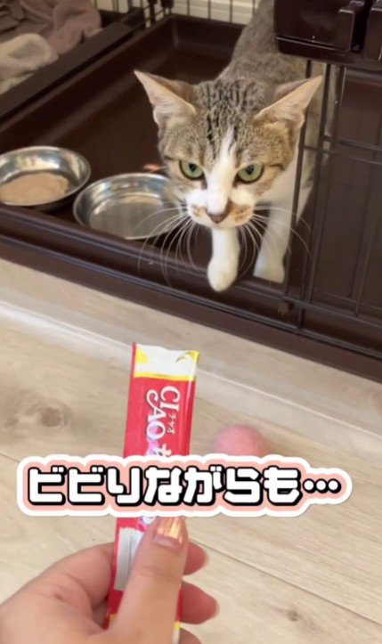 おやつを差しだされる猫
