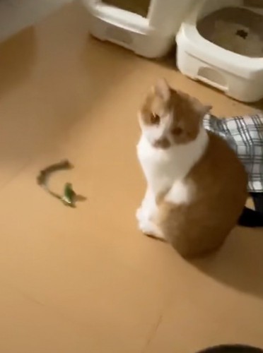 見上げる猫