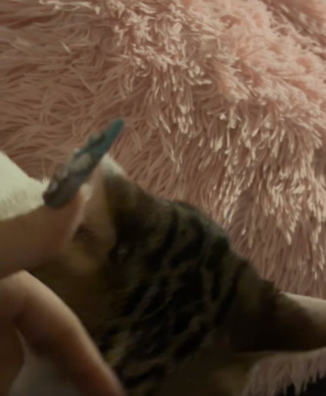 飼い主の指に顔を擦り付けている見切れた猫