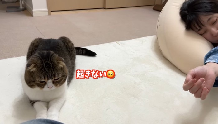 起きない