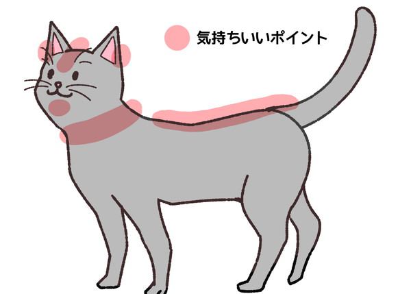 猫を撫でると喜ぶ場所の図