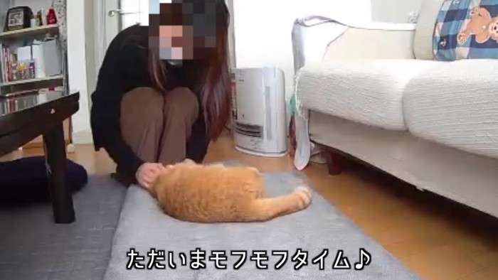 なでられる猫