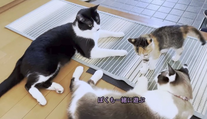 3匹でのんびり遊び始める猫たち