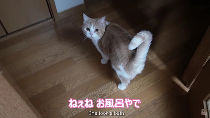 振り返る猫