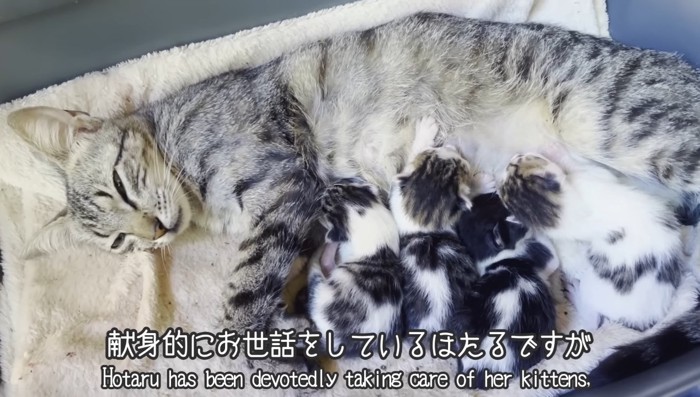 献身的にお世話