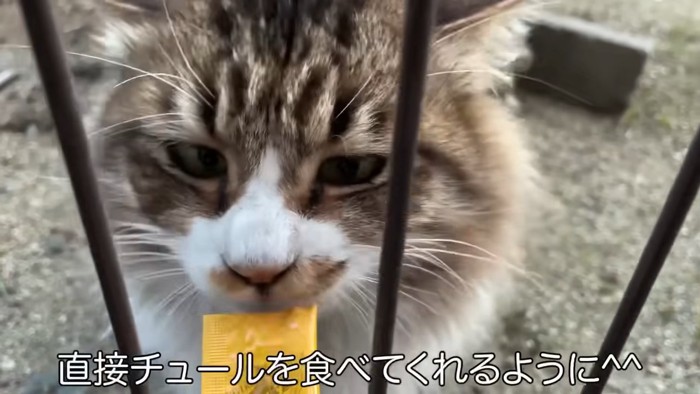 おやつを食べる猫