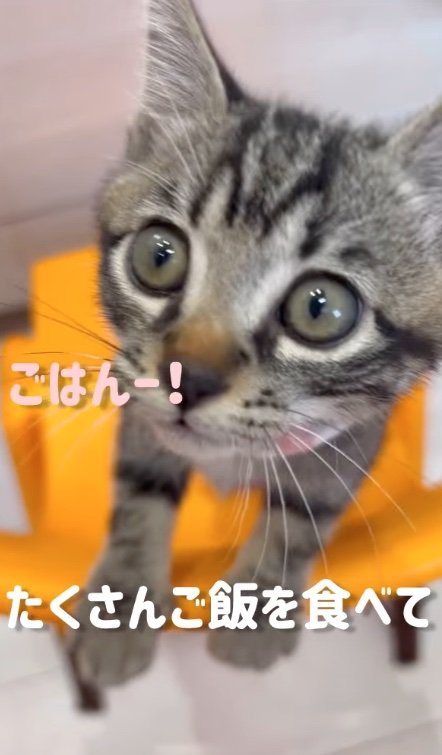 鳴き声をあげる子猫