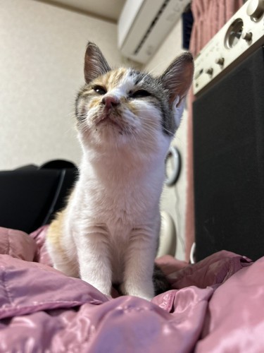 おすましする三毛子猫