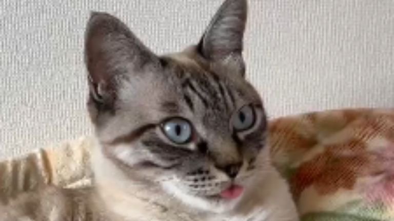 室内にいる猫
