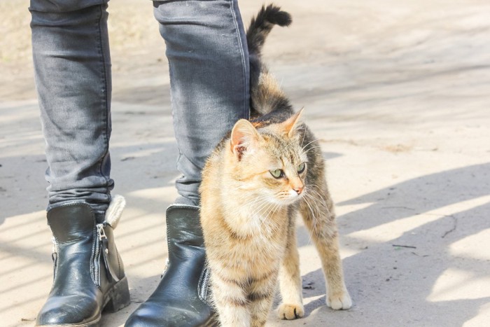 デニムの足元にお尻をすりすりする猫