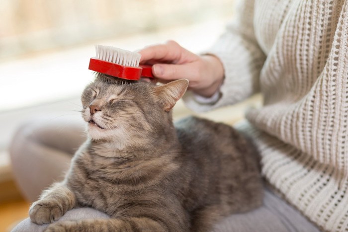 ブラッシングを受ける猫