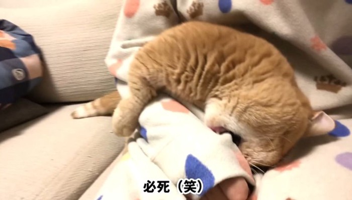 噛みつき中