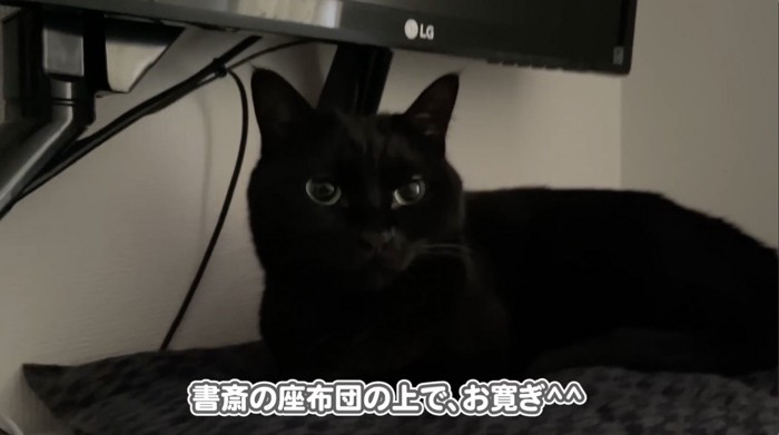 書斎でくつろぐ猫