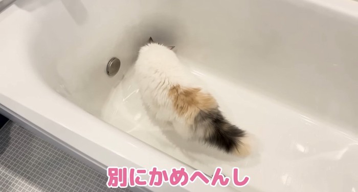 バスタブの中の猫