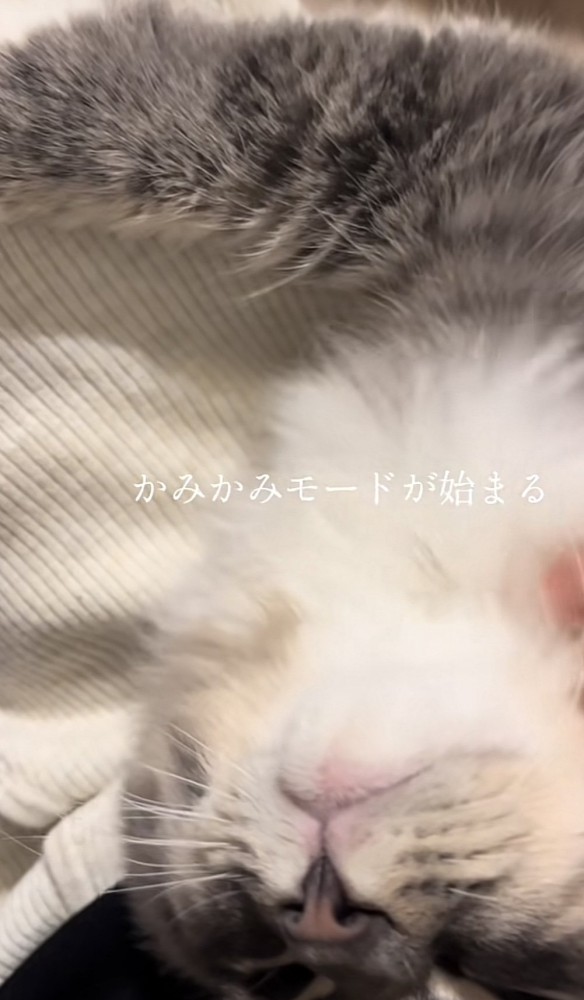 「かみかみモードが始まる」のテロップ写真