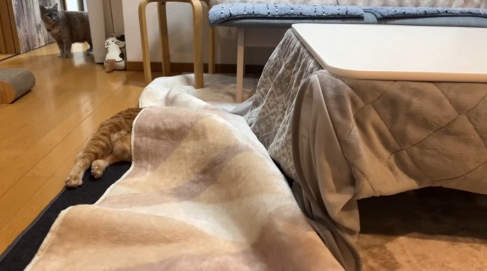ホットカーペットにもぐっている猫