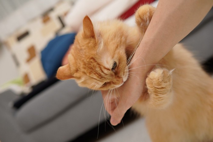 人の手に噛みつく猫