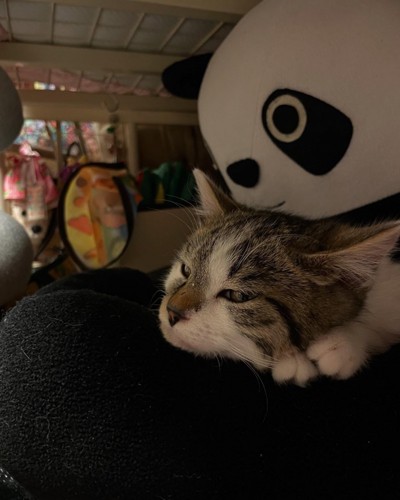 横になる猫