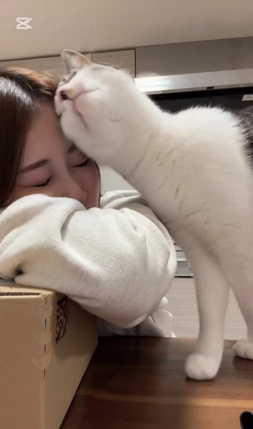 飼い主のおでこに顔をくっつけているサバ白