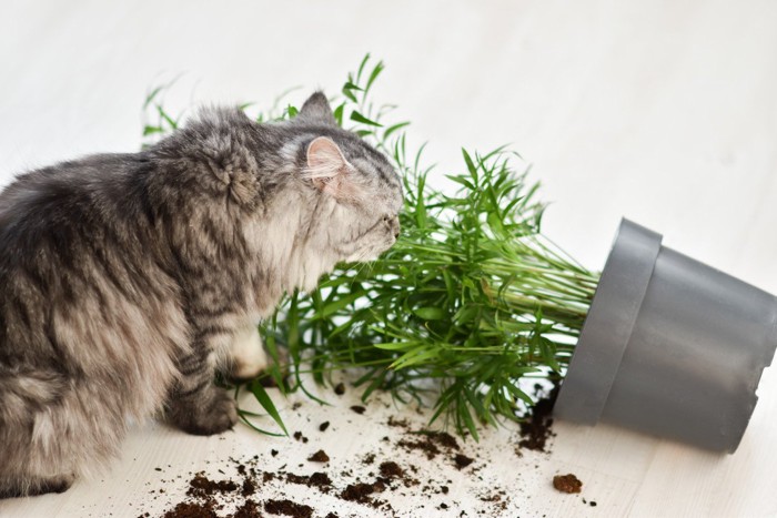 植木鉢を倒す猫