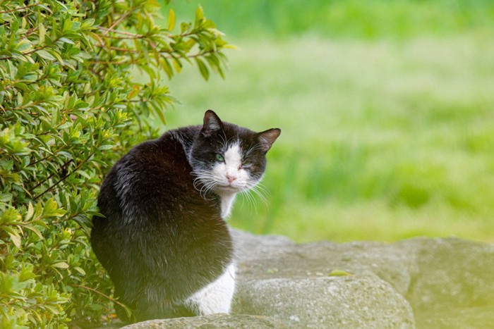 振り向く白黒猫