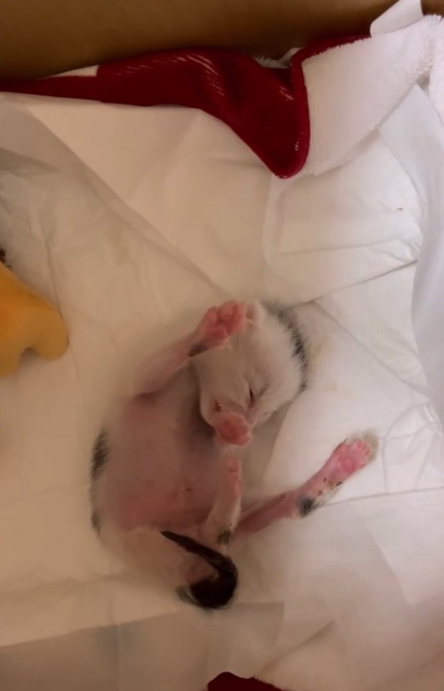 伸びをする赤ちゃん猫