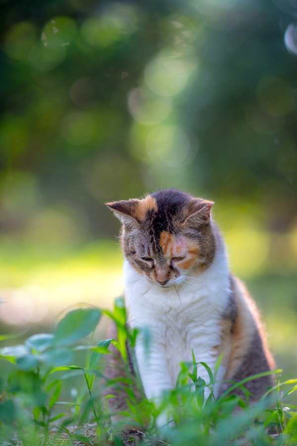 遠目でしょんぼりする猫