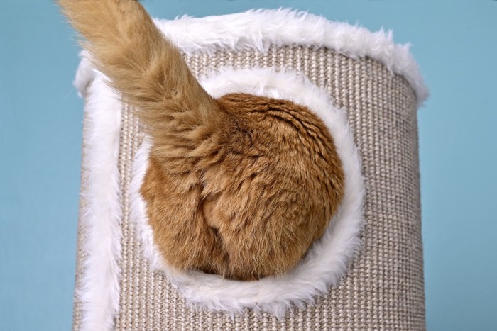 スッキリ顔の猫