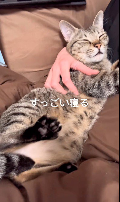 飼い主のそばで眠る猫