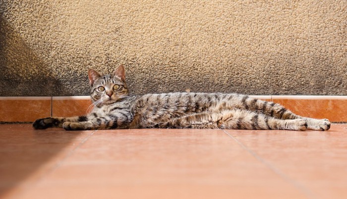 体を長く伸ばしてくつろぐ猫