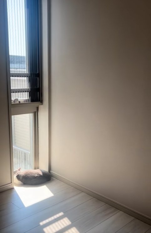 スリット窓にくっついて日向ぼっこをする猫