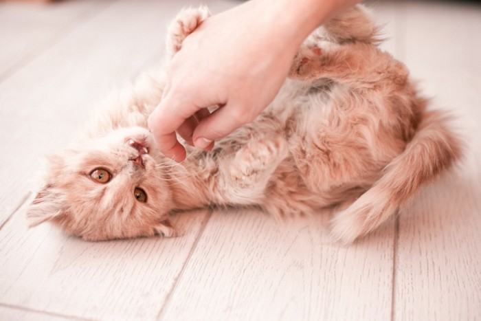 お腹を出す猫と遊ぶ人