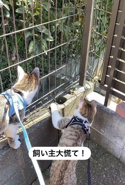 庭の2匹の猫