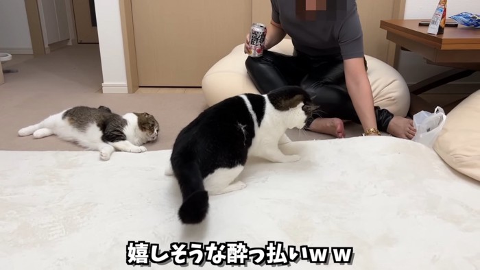 人の手を見る猫