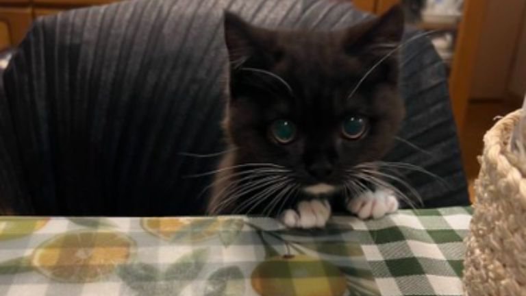 椅子に座る猫