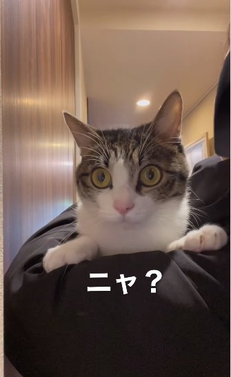 満足そうな猫