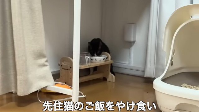 フードを食べる猫