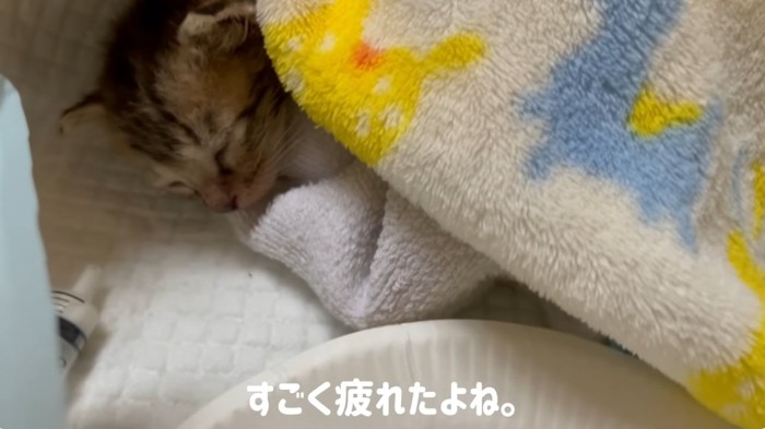 眠っている子猫