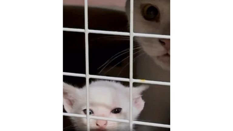 ケージの中の猫