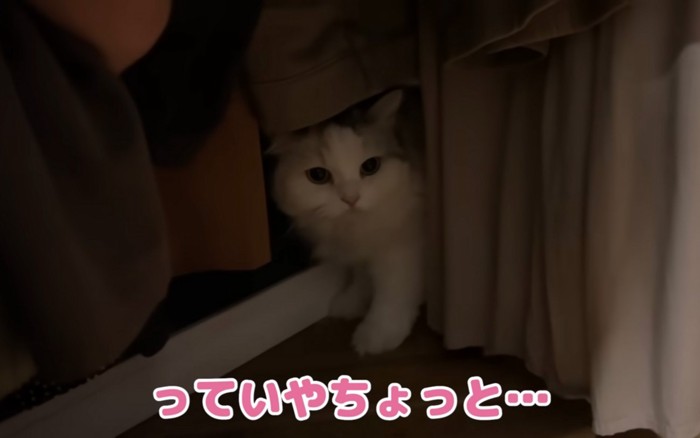 こもる猫