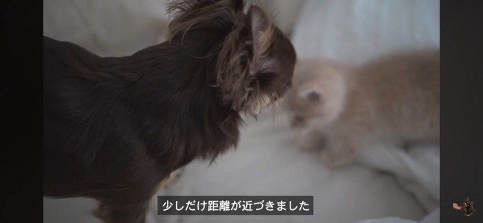 猫を見つめる犬