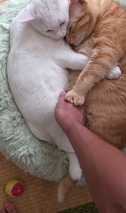 くっついている2匹の猫