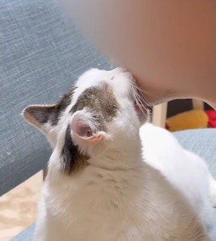 飼い主のアゴを甘噛みする猫