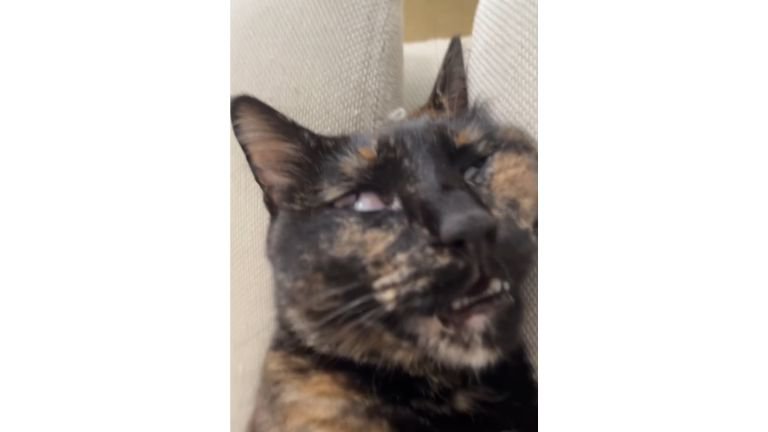 寝ている猫