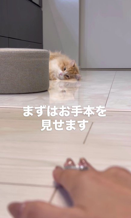飼い主のマジックを見る猫
