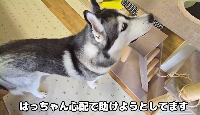 見上げる犬