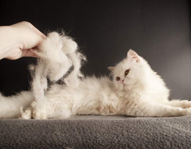 ブラッシング中の猫