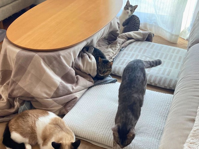 4匹の猫たち
