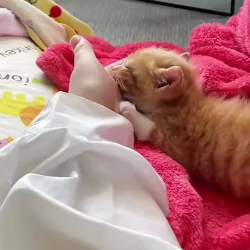 寝ている子猫